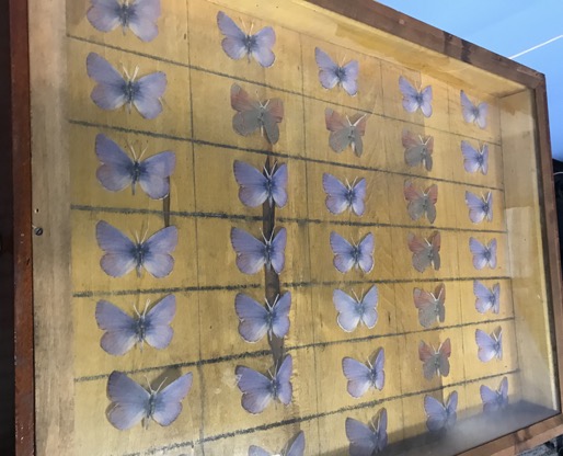 Butterfly Puzzle 2