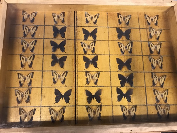 Butterfly Puzzle 3